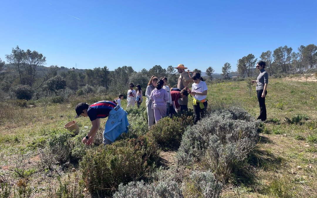 Recursos i activitats sobre plantes remeieres per treballar a Infantil i Primària